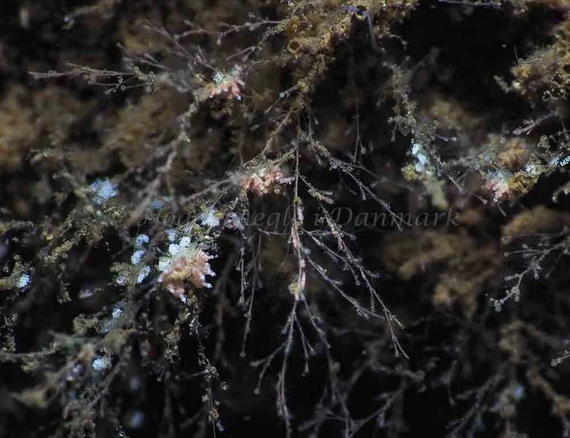 Eubranchus scintillans - Kollund Mole - Foto: Jens Egon Jørgensen