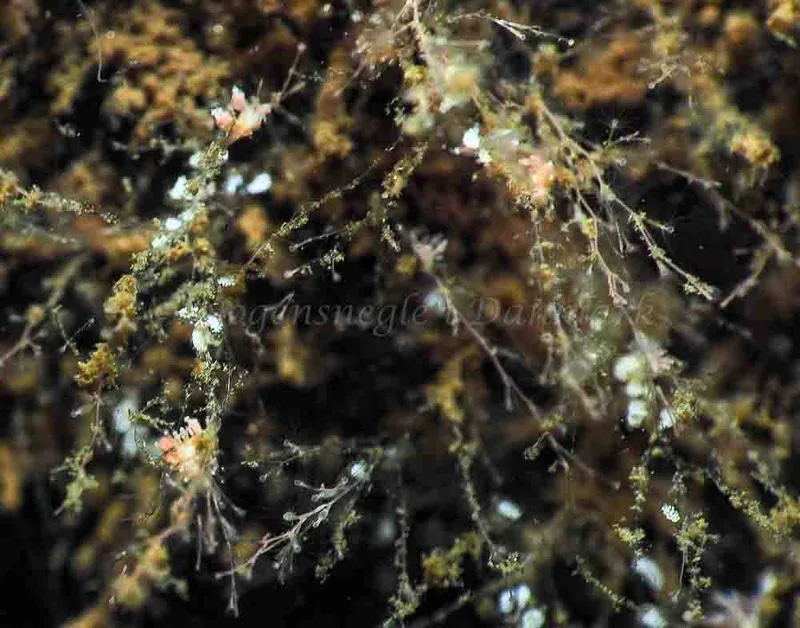 Eubranchus scintillans - Kollund Mole - Foto: Jens Egon Jørgensen