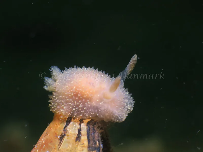 Acanthodoris pilosa - Natomolen - Foto: HP Ølgaard