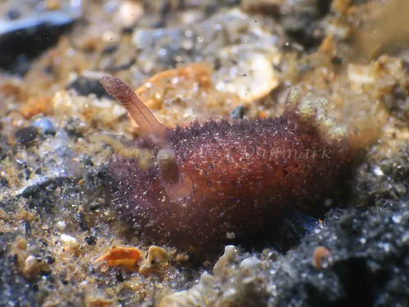 Acanthodoris pilosa - Natomolen - Foto: HP Ølgaard
