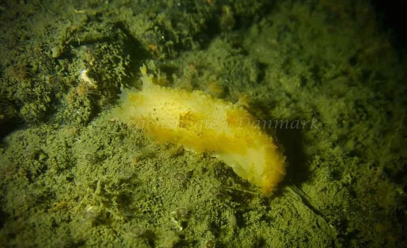 Tritonia hombergii - Minestryger M 575 (Vrag) - Foto: Jonathan Hessner Lindhardt