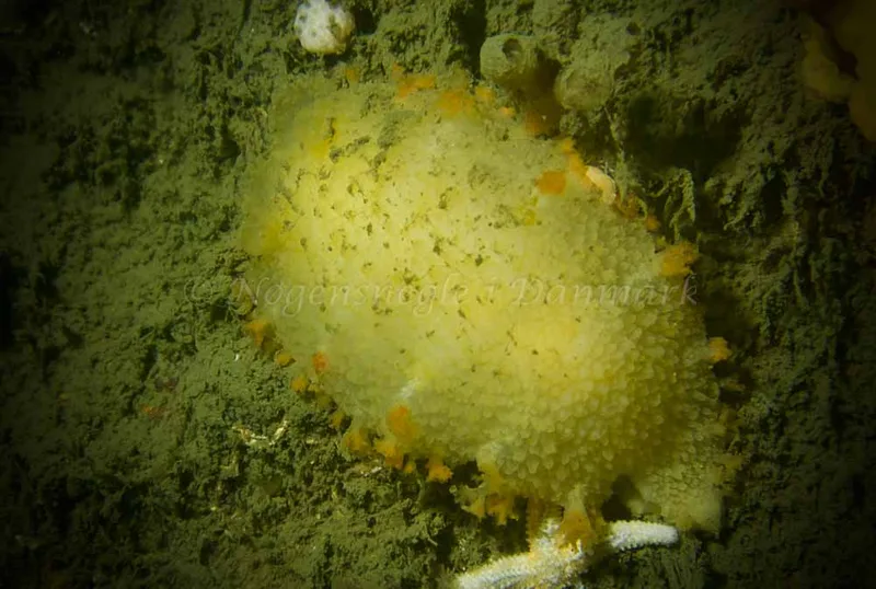 Tritonia hombergii - Minestryger M 575 (Vrag) - Foto: Jonathan Hessner Lindhardt
