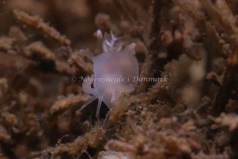 Ancula gibbosa - Ammoniakhavnen - Foto: HP Ølgaard