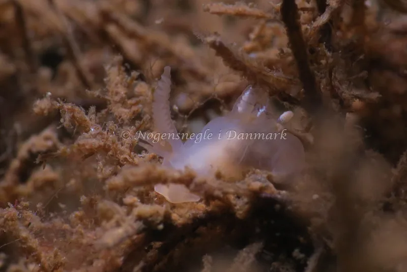 Ancula gibbosa - Ammoniakhavnen - Foto: HP Ølgaard