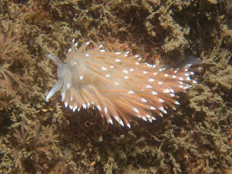 Coryphella nobilis - Anemonevraget - Foto: Kenneth Krull