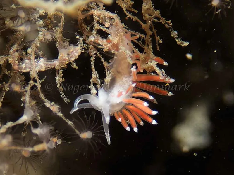 Coryphella gracilis - Anemonevraget - Foto: Kenneth Krull