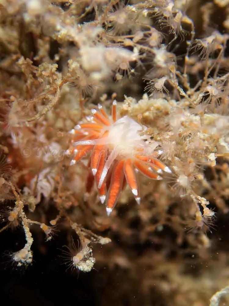 Coryphella gracilis - Anemonevraget - Foto: Kenneth Krull