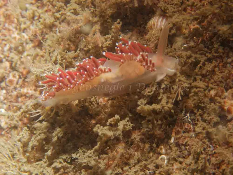 Coryphella verrucosa - Anemonevraget - Foto: Kenneth Krull
