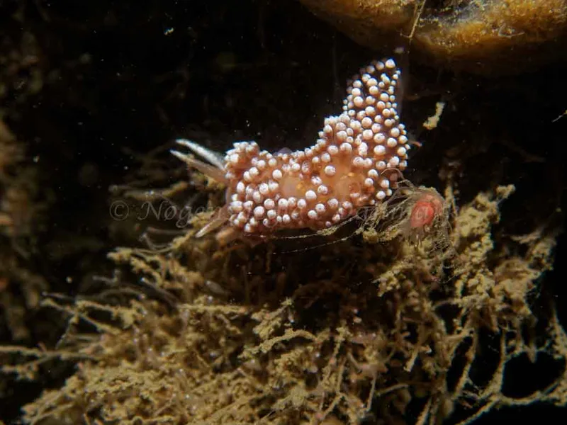 Coryphella verrucosa - Anemonevraget - Foto: Kenneth Krull