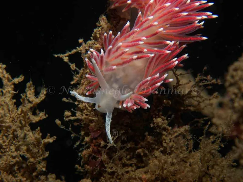 Carronella pellucida - Cementbåden - Foto: Kenneth Krull