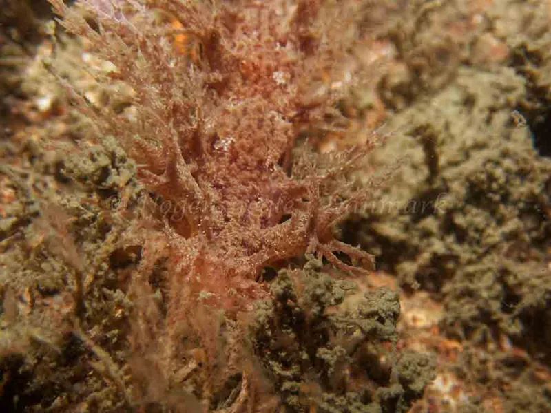 Dendronotus europaeus - Anemonevraget - Foto: Kenneth Krull