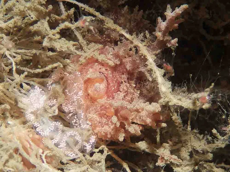 Dendronotus frondosus - Anemonevraget - Foto: Kenneth Krull