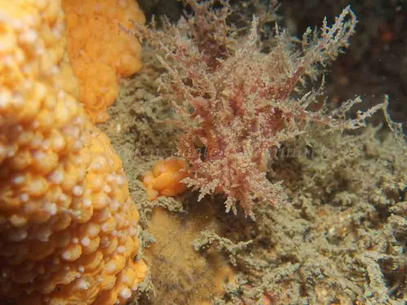 Dendronotus europaeus - Anemonevraget - Foto: Kenneth Krull