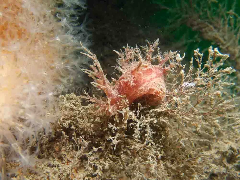 Dendronotus europaeus - Anemonevraget - Foto: Kenneth Krull