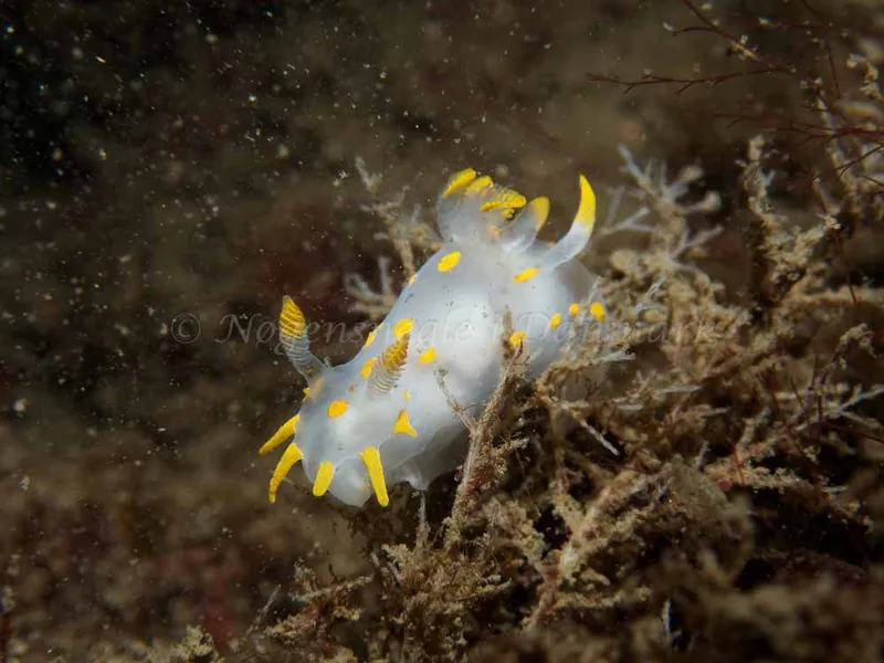 Polycera quadrilineata - Cementbåden - Foto: Kenneth Krull