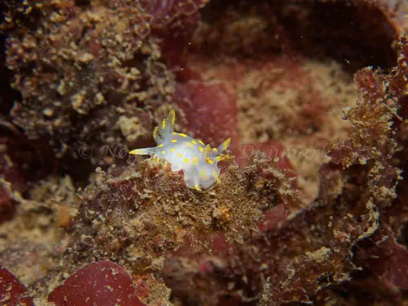 Polycera quadrilineata - Cementbåden - Foto: Kenneth Krull