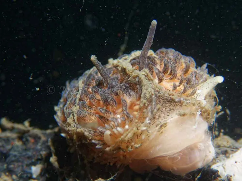Aeolidia papillosa - Anemonevraget - Foto: Kenneth Krull