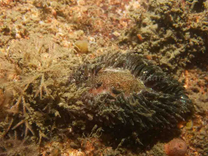Aeolidia papillosa - Anemonevraget - Foto: Kenneth Krull