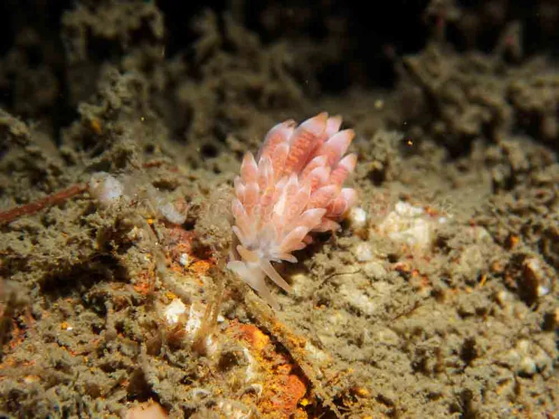 Catriona aurantia - Anemonevraget - Foto: Kenneth Krull