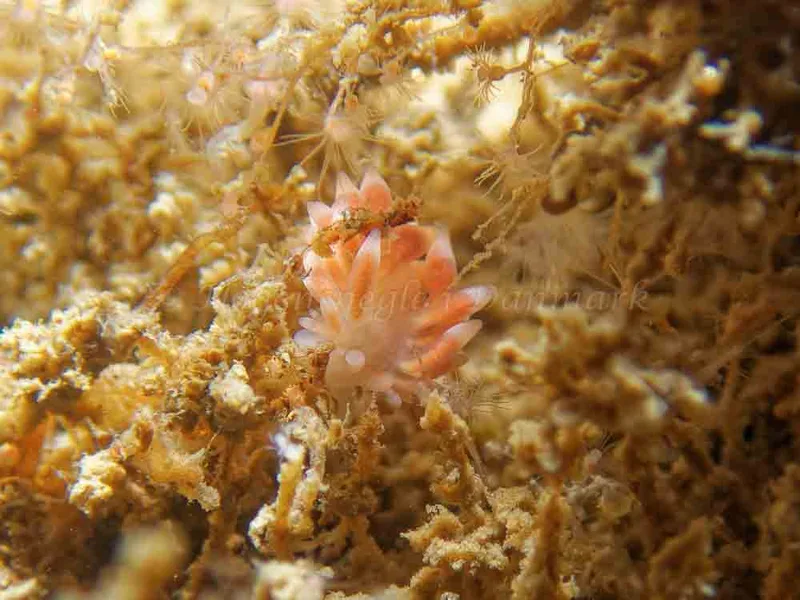 Catriona aurantia - Anemonevraget - Foto: Kenneth Krull
