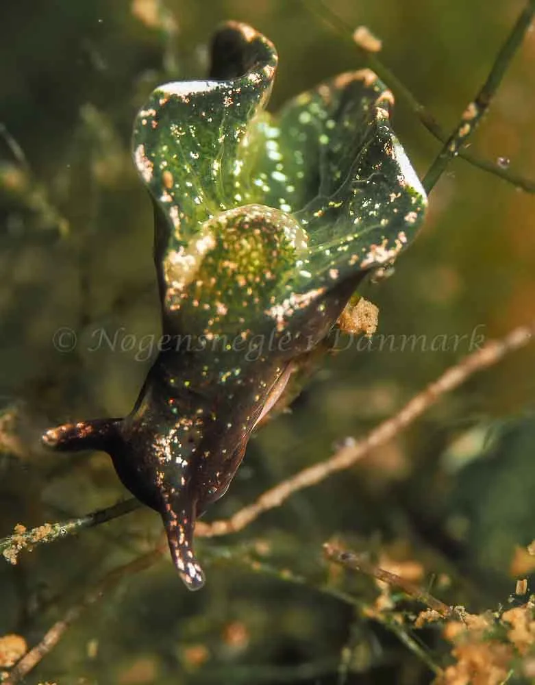 Elysia viridis -  Frederikssund Strand - Foto: Dave Holland