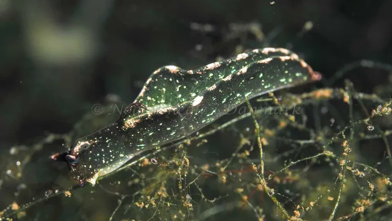 Elysia viridis -  Frederikssund Strand - Foto: Dave Holland