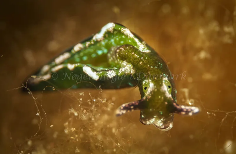 Elysia viridis -  Frederikssund Strand - Foto: Dave Holland