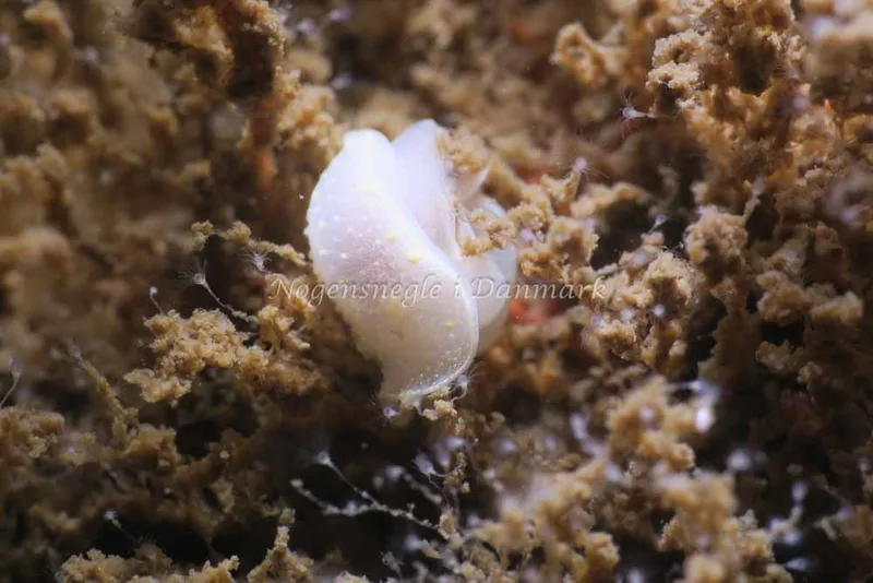 Cadlina laevis - Storebæltsbroen - Foto: HP Ølgaard