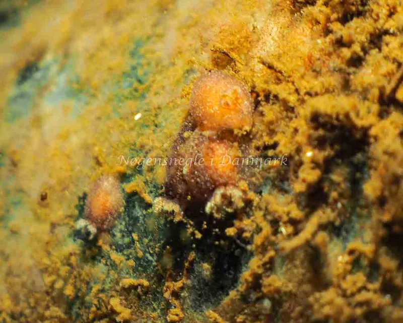 Acanthodoris pilosa - Kollund Mole - Foto: Jens Egon Jørgensen