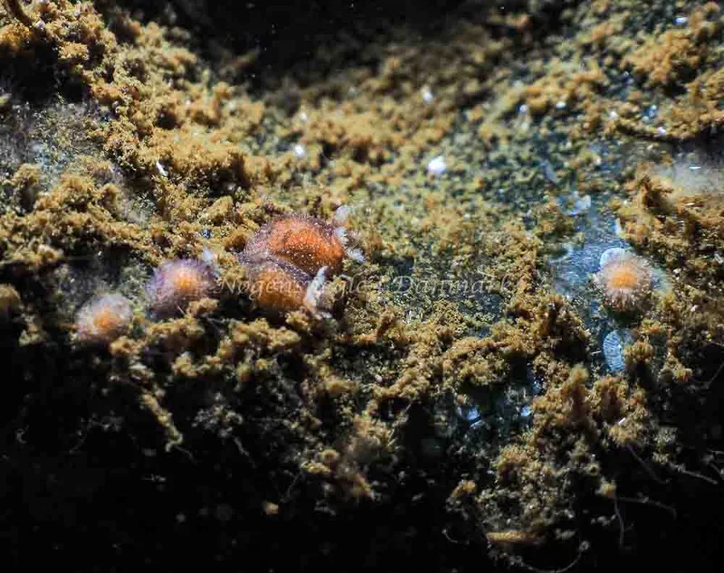Acanthodoris pilosa - Kollund Mole - Foto: Jens Egon Jørgensen