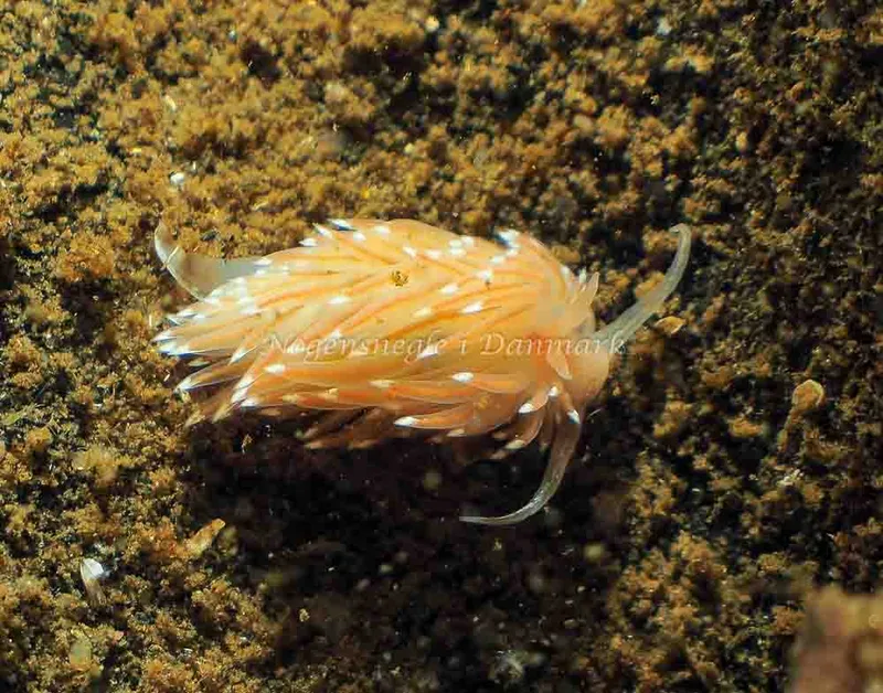 Facelina bostoniensis - Kollund Mole - Foto: Jens Egon Jørgensen
