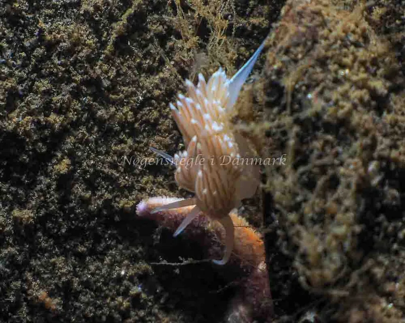 Facelina bostoniensis - Kollund Mole - Foto: Jens Egon Jørgensen