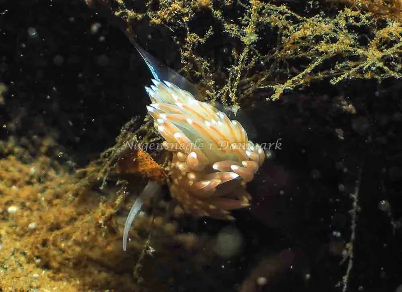 Facelina bostoniensis - Kollund Mole - Foto: Jens Egon Jørgensen