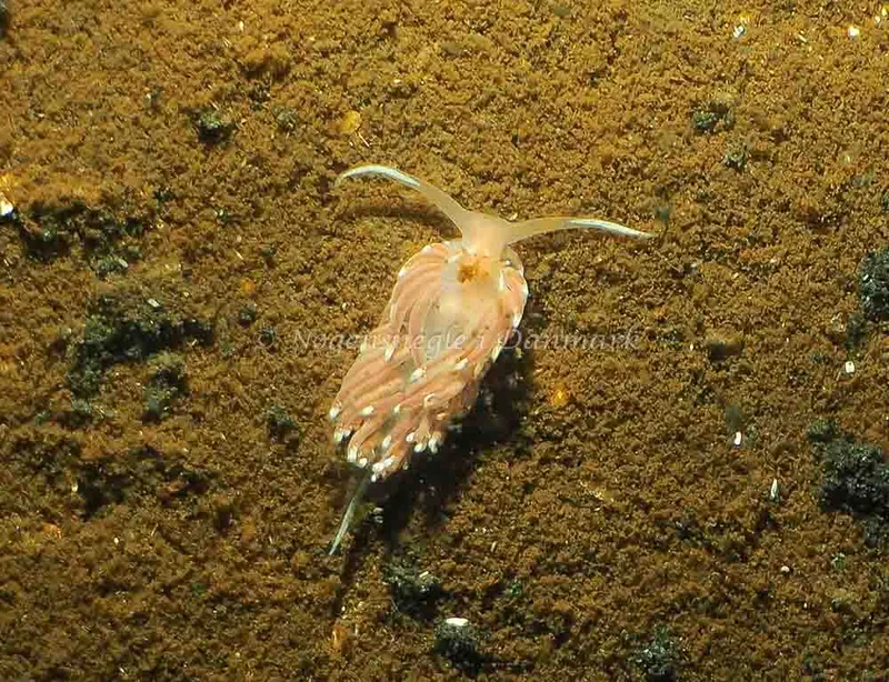 Facelina bostoniensis - Kollund Lillestrand - Foto: Jens Egon Jørgensen