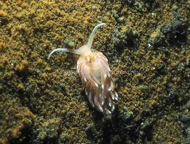 Facelina bostoniensis - Kollund Lillestrand - Foto: Jens Egon Jørgensen