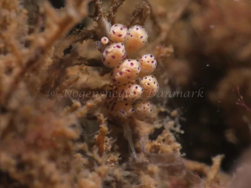 Doto coronata - Ammoniakhavnen - Foto: HP Ølgaard