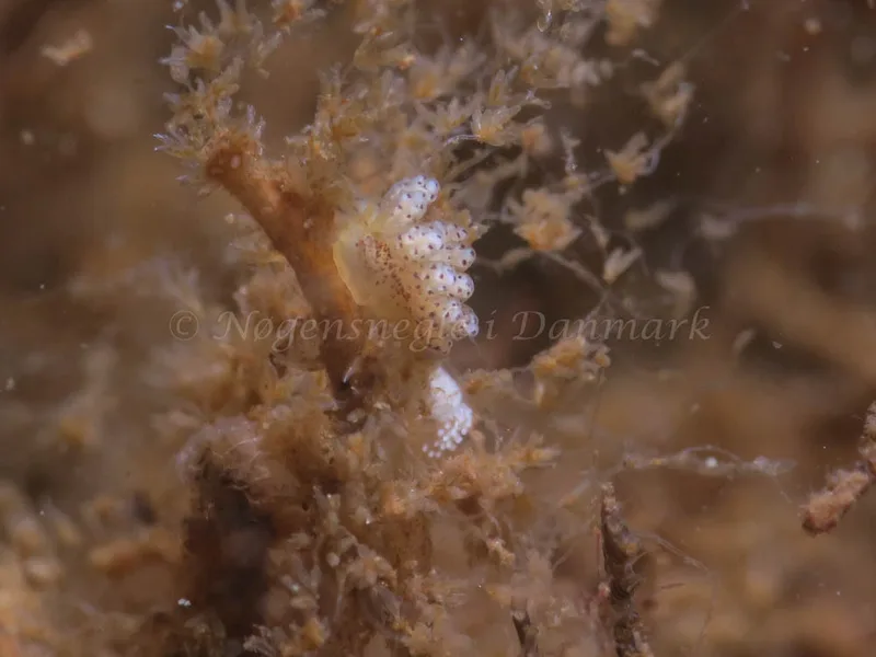 Doto coronata - Ammoniakhavnen - Foto: HP Ølgaard