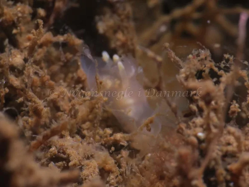 Ancula gibbosa - Ammoniakhavnen - Foto: HP Ølgaard