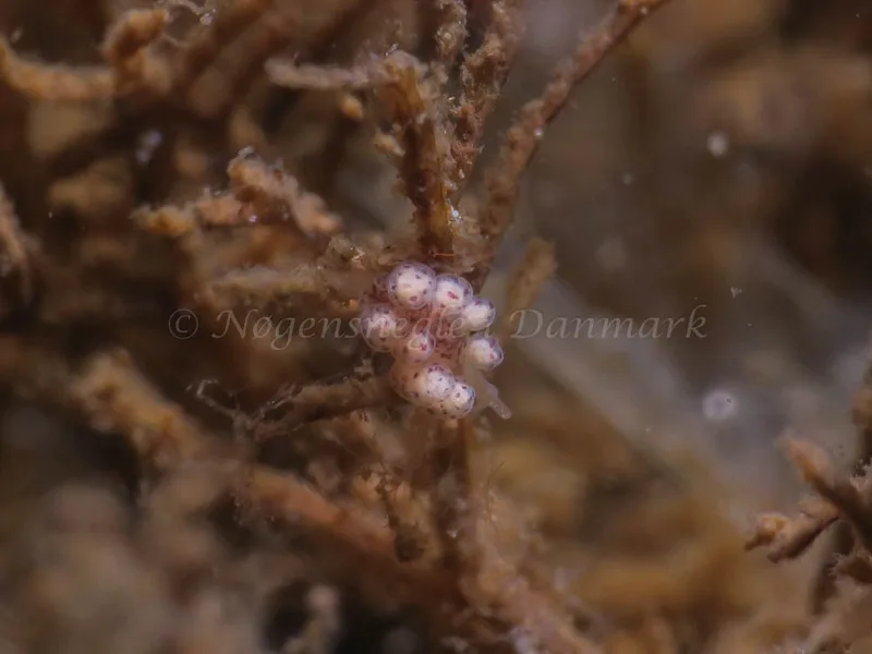 Doto coronata - Ammoniakhavnen - Foto: HP Ølgaard
