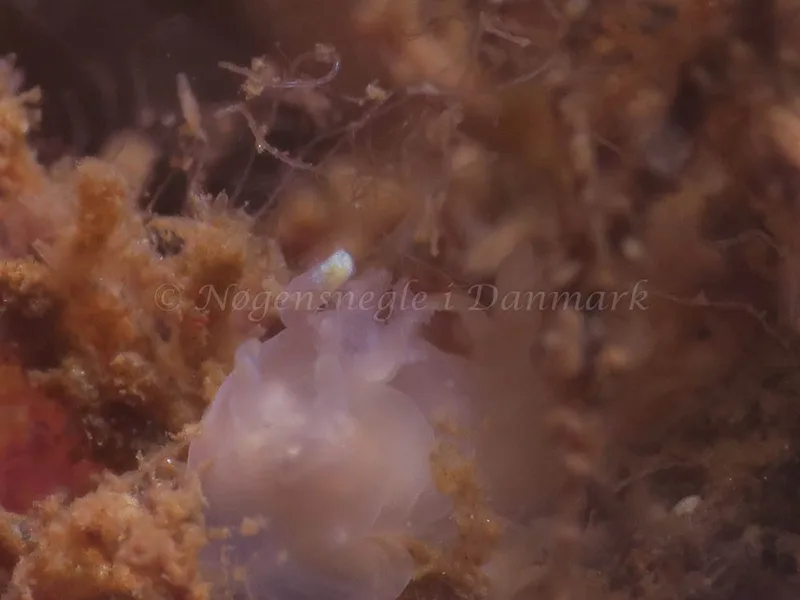 Ancula gibbosa - Ammoniakhavnen - Foto: HP Ølgaard