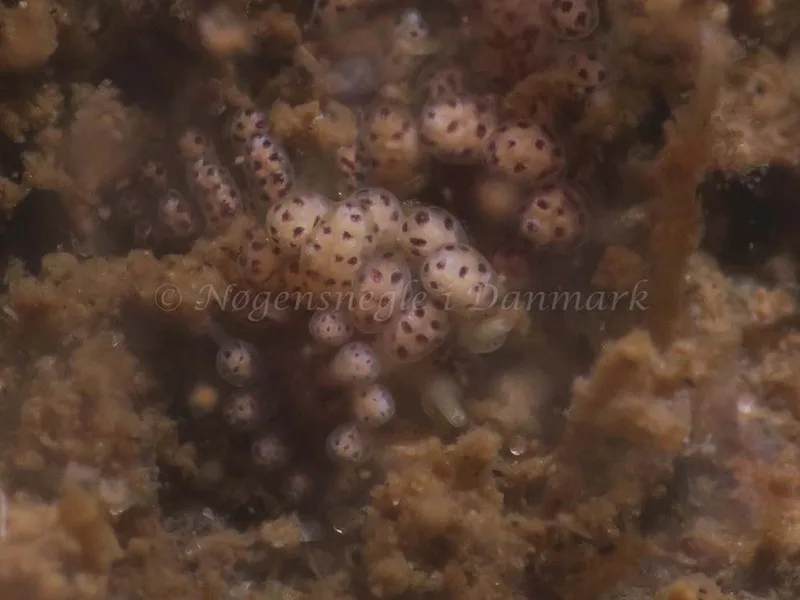 Doto coronata - Ammoniakhavnen - Foto: HP Ølgaard