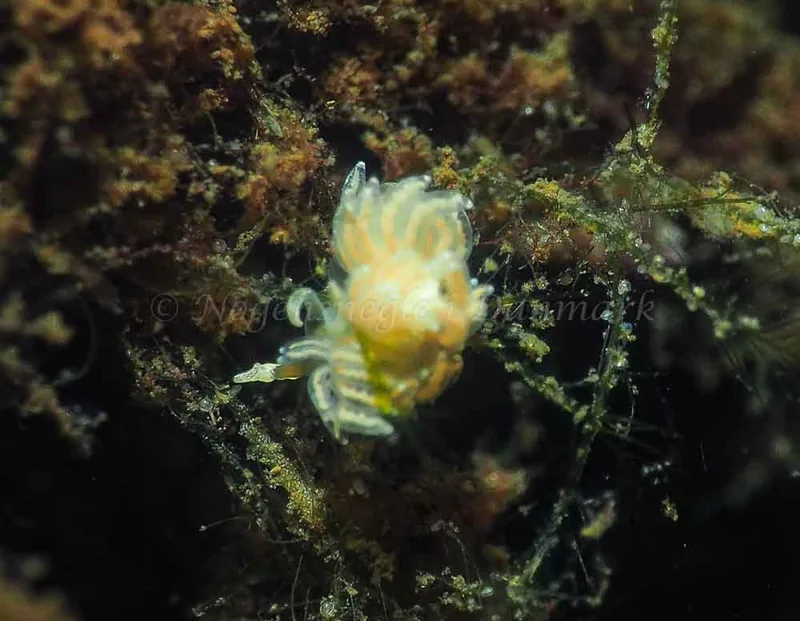 Favorinus branchialis - Kollund Lillestrand - Foto: Jens Egon Jørgensen