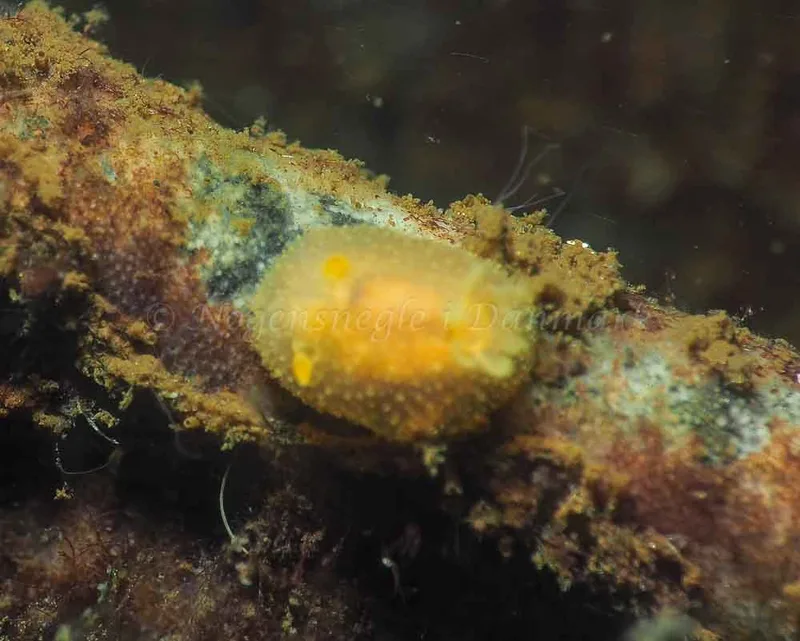 Acanthodoris pilosa - Kollund Lillestrand - Foto: Jens Egon Jørgensen