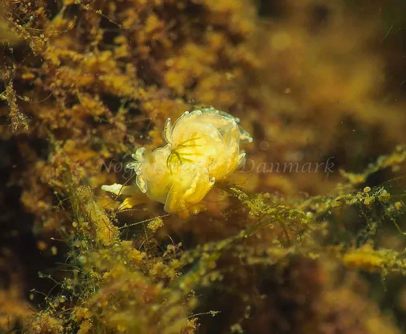 Favorinus branchialis - Kollund Lillestrand - Foto: Jens Egon Jørgensen