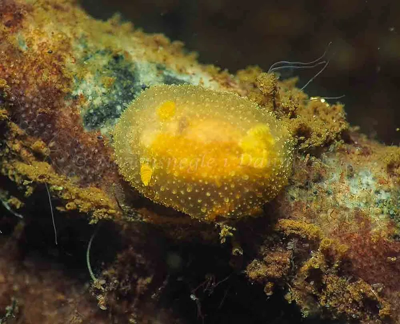 Acanthodoris pilosa - Kollund Lillestrand - Foto: Jens Egon Jørgensen