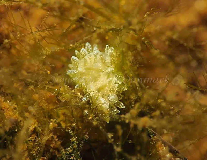 Placida dendritica - Kollund Lillestrand - Foto: Jens Egon Jørgensen