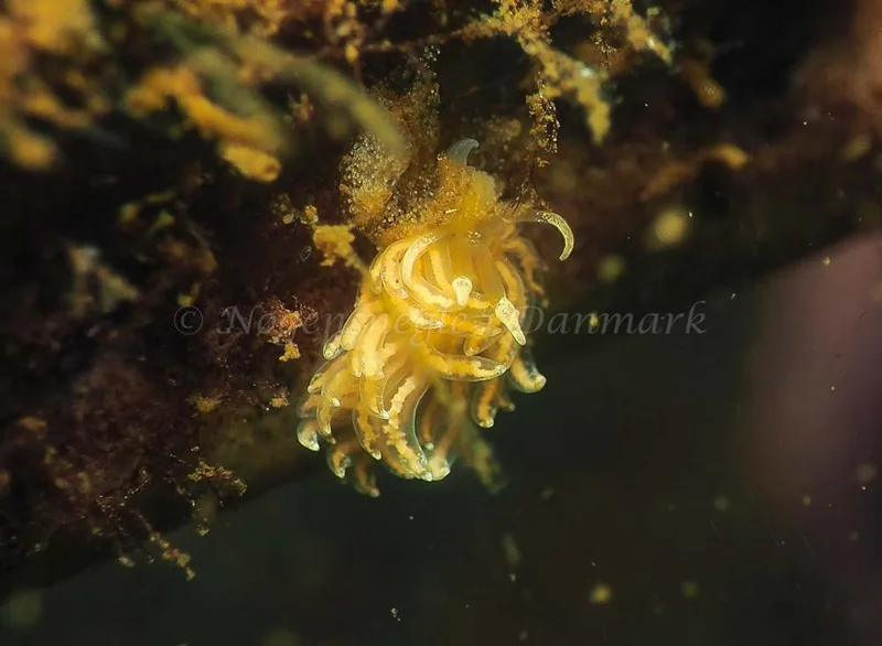 Favorinus branchialis - Kollund Lillestrand - Foto: Jens Egon Jørgensen