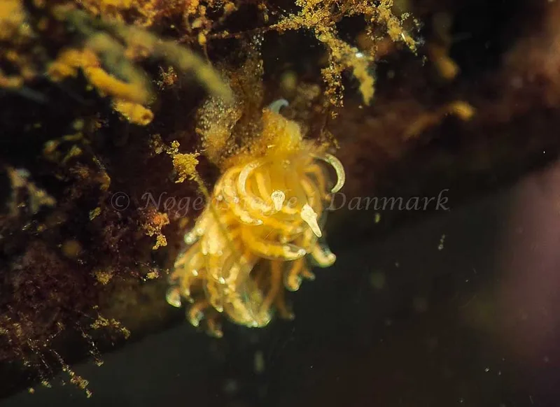 Favorinus branchialis - Kollund Lillestrand - Foto: Jens Egon Jørgensen