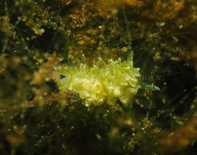 Placida dendritica - Kollund Lillestrand - Foto: Jens Egon Jørgensen