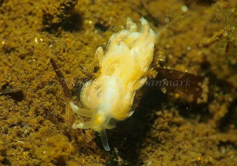 Favorinus branchialis - Kollund Lillestrand - Foto: Jens Egon Jørgensen